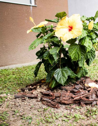 Siembra de plantas y árboles