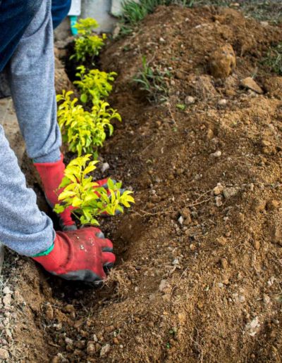 Jardinería y mantenimiento de prados en Pereira