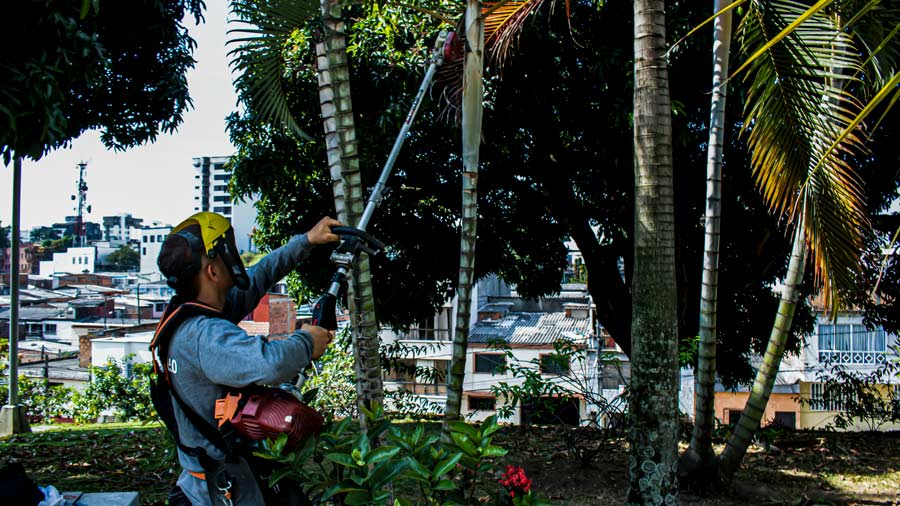 Realizamos la poda y corte de árboles y plantas en el eje cafetero