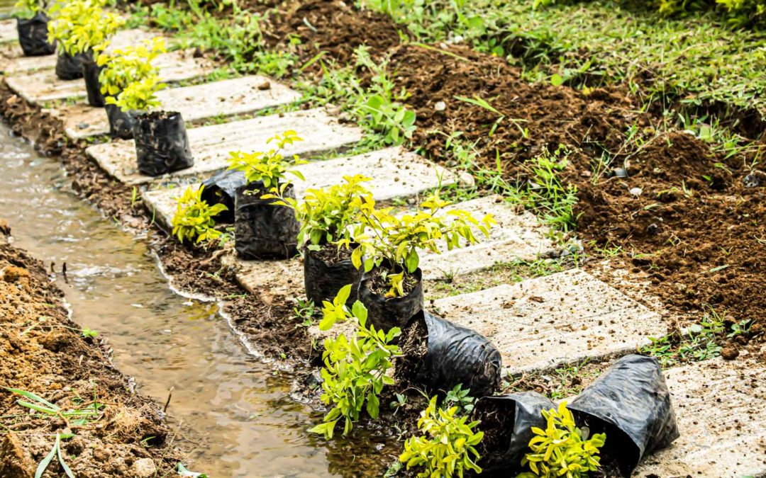 Siembra de Árboles y Plantas