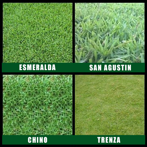 tipos-de-Gramas