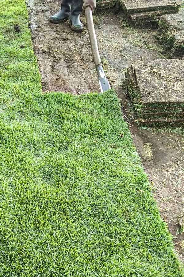 Venta, instalación de grama y césped